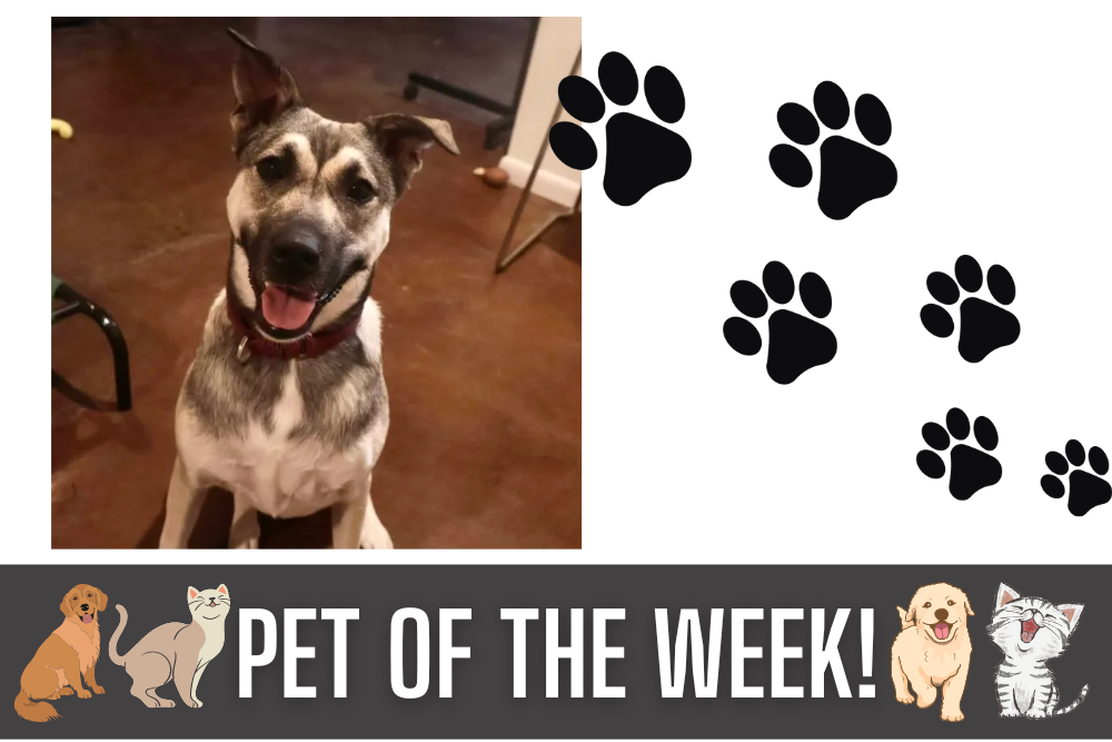 Pet of the Week: Indi