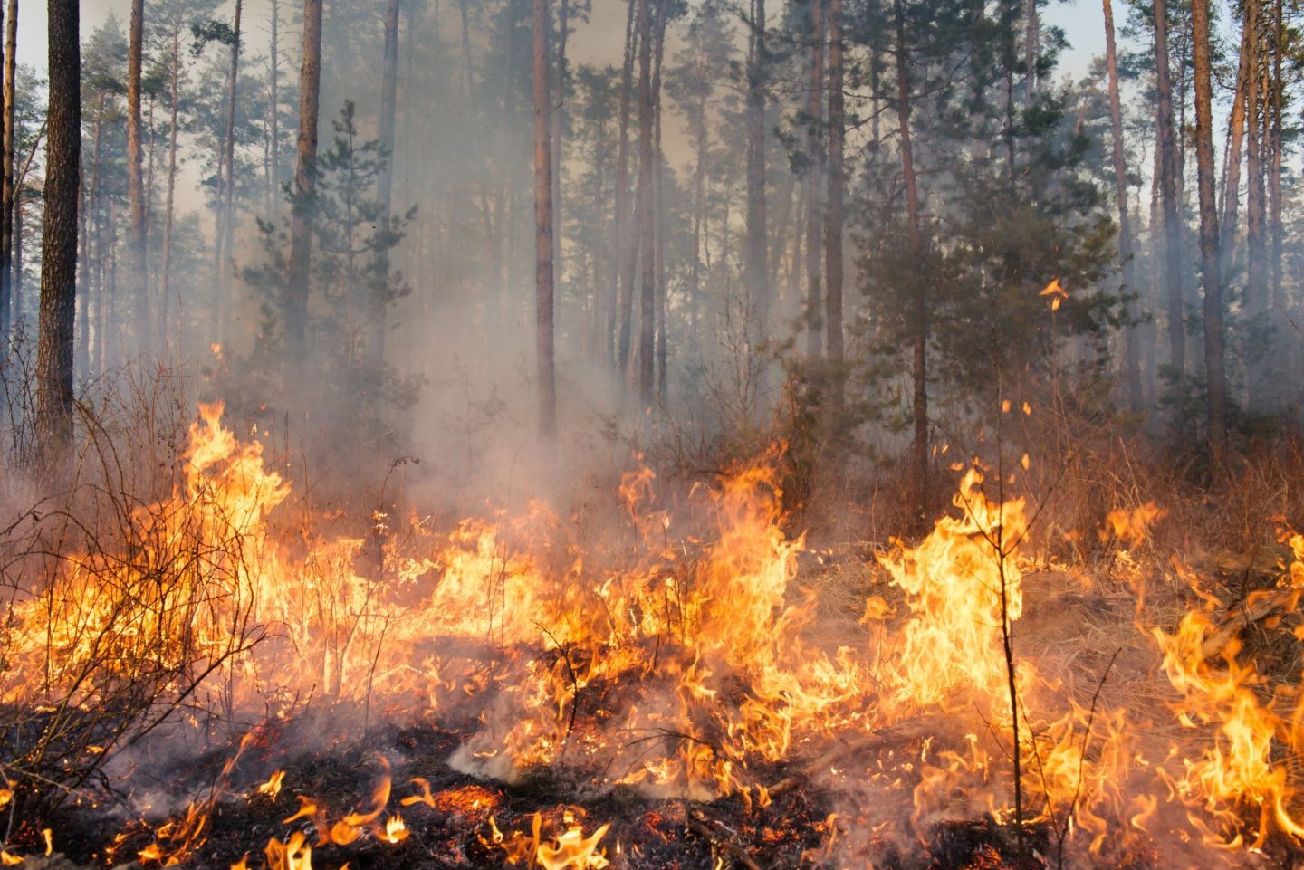 Benton County requests community feedback on the Community Wildfire Protection Plan Benton County requests community feedback on the Community Wildfire Protection Plan