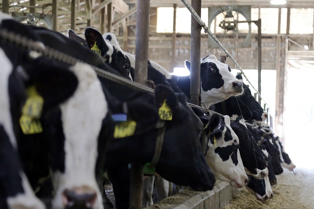 COUNTY OF STEARNS: Interesting fact… Minnesota ranks 8th in the country in milk production and 6th in cheese production COUNTY OF STEARNS: Interesting fact… Minnesota ranks 8th in the country in milk production and 6th in cheese production
