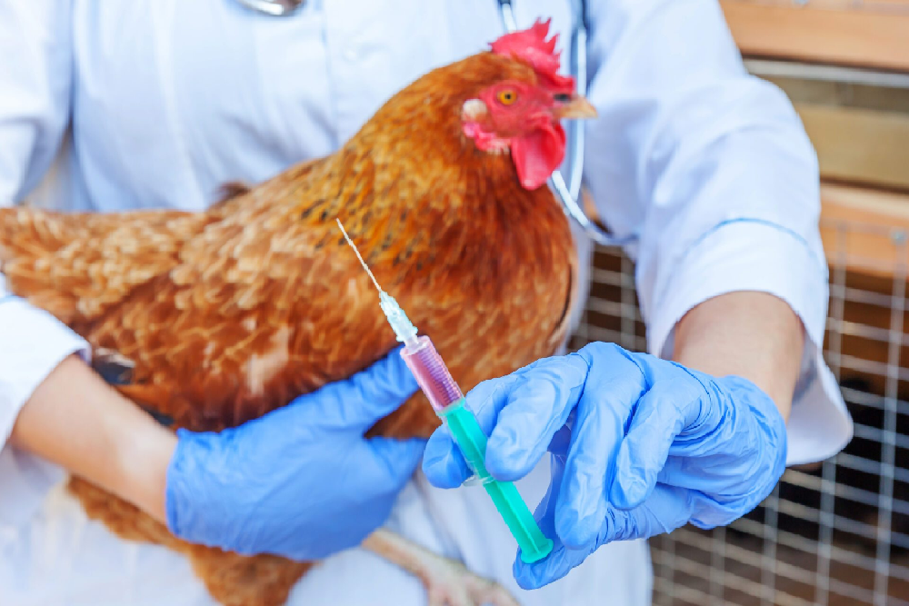 Avian Influenza on the Olympic Peninsula Avian Influenza on the Olympic Peninsula