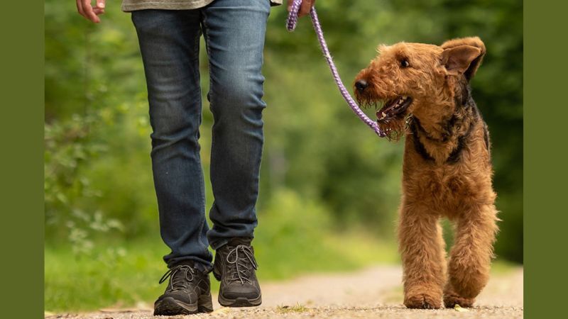 Dogs in City of Portage Parks