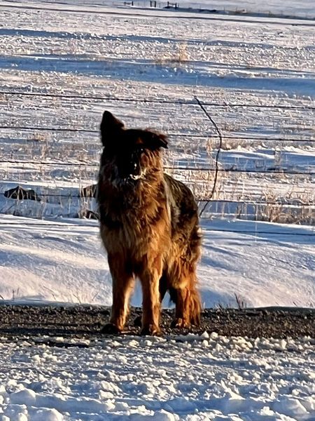 Meagher County Sheriff: Lost Dog