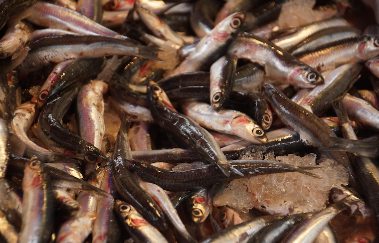 Peruvian anchovy threatened by El Nino, overfishing