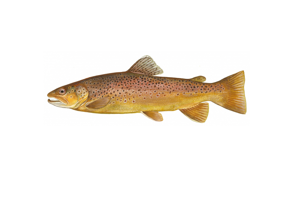 A brown trout, one of two species – rainbows the other – to be stocked this year in Delaware’s upstate trout streams. Graphic: Duane Raver for DNREC