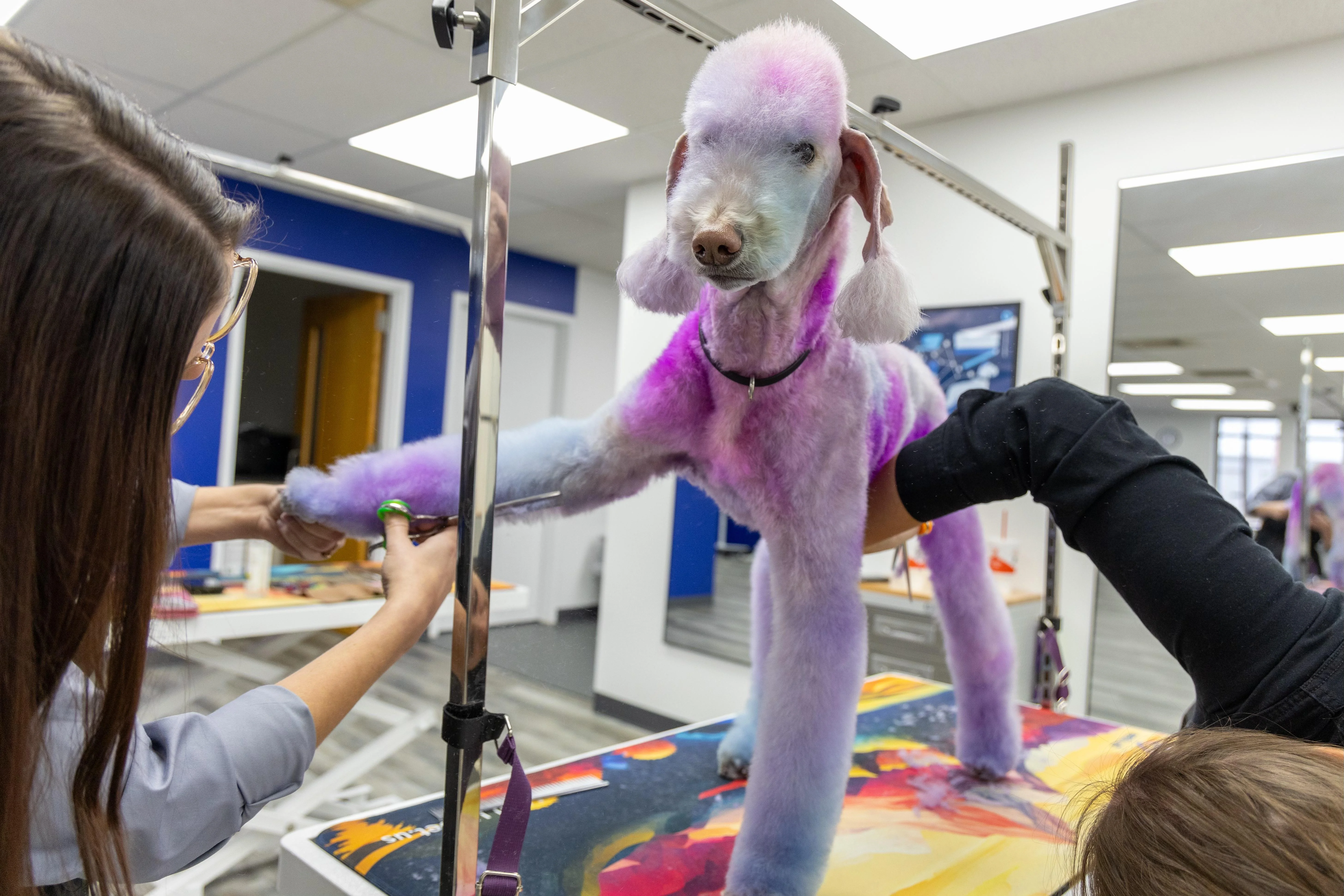 Dog Grooming Program Launched at GateWay