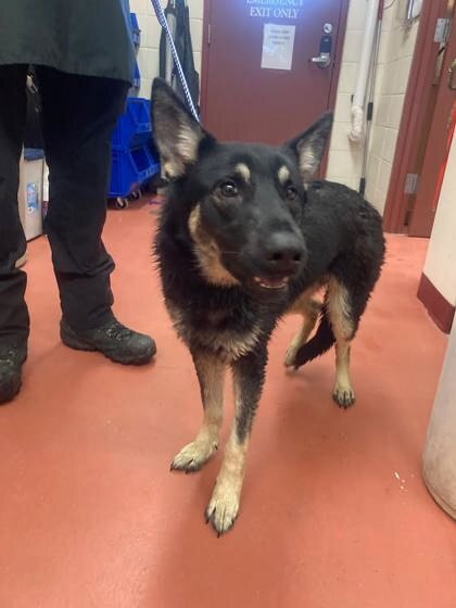 Missoula Animal Control: Lost Pet