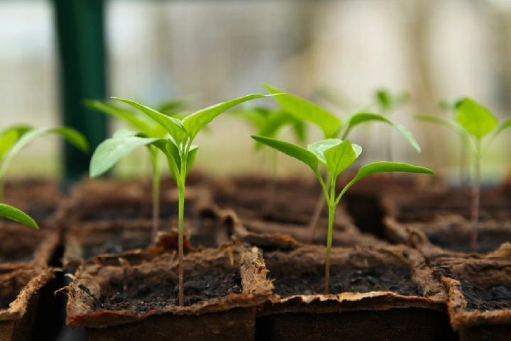 Starting Plants from Seeds on Feb 22