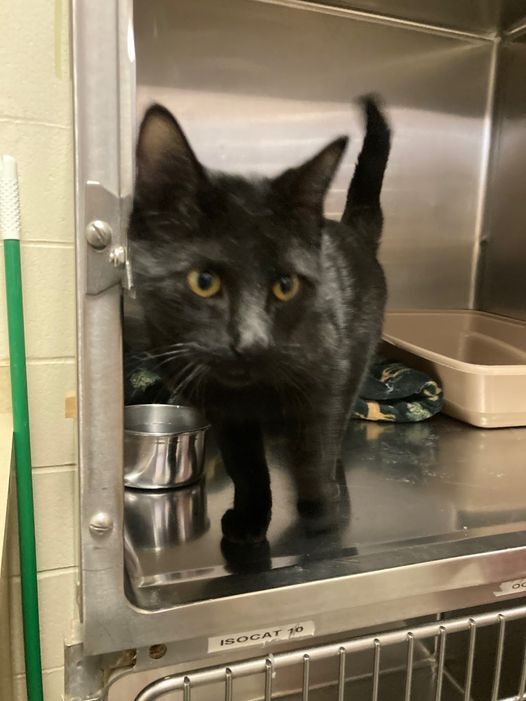 Missoula Animal Control: Lost Cat