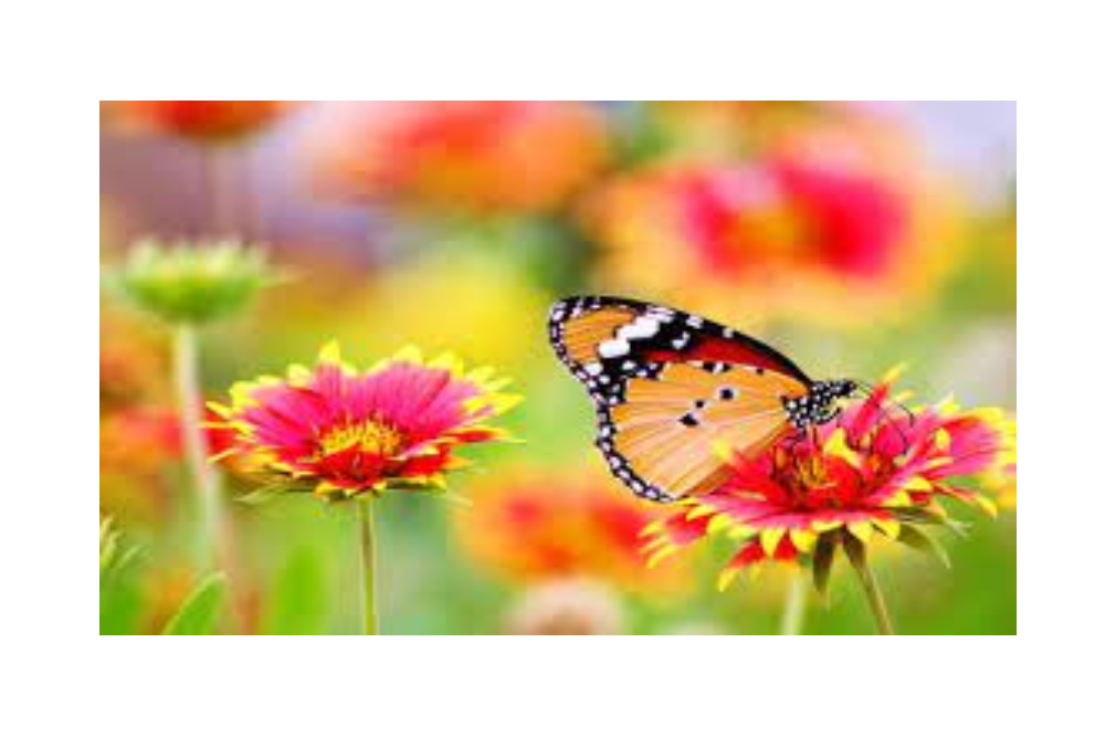 Butterflies of the World by John Root