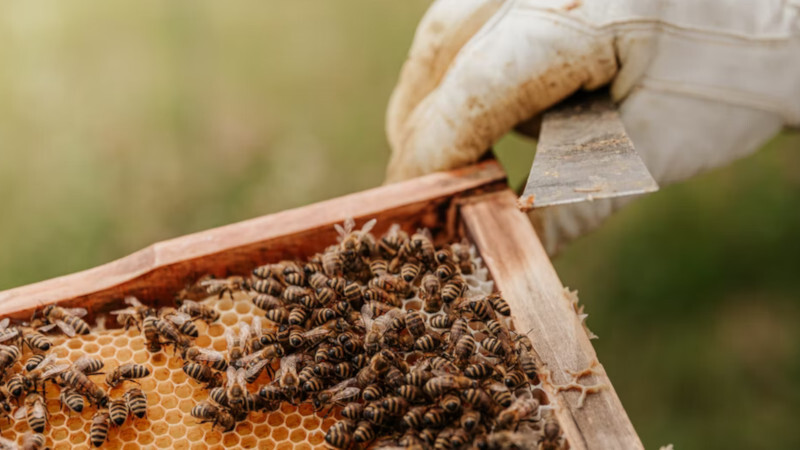 ‘We need to be reminded of our responsibility’: Austin City Council approves resolution to support city’s bee haven application