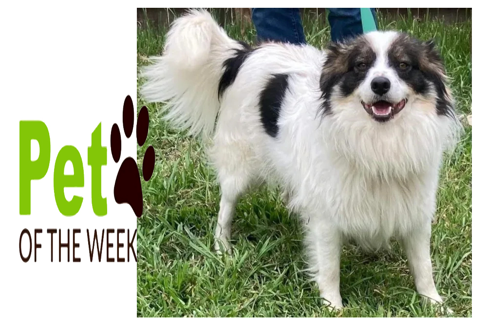 Pet of the Week: Mogwai