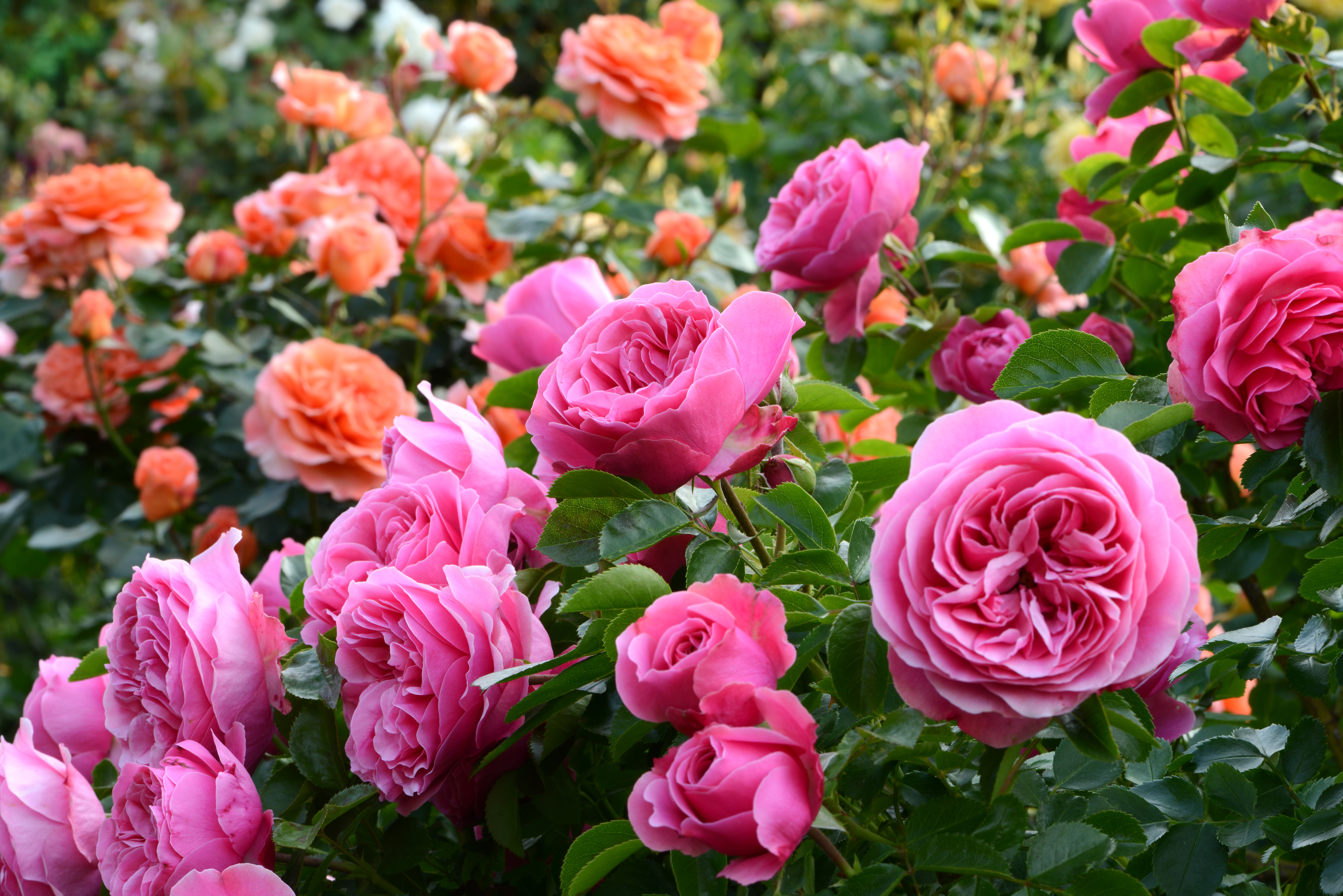 Gardener Gary Fleming: ‘Some of these bushes are 60 years old’