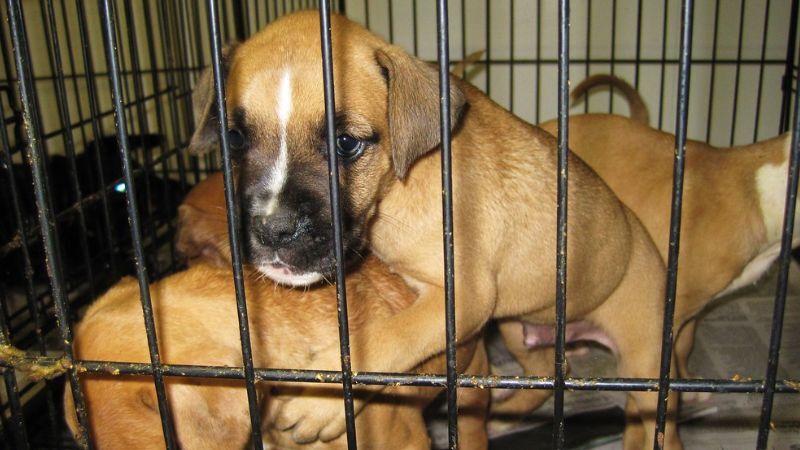 Valencia County announces a Pups brought in to the shelter today