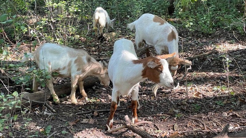 1,000 Islands’ Nowak: ‘We are doing our first goat browsing for 2022’ for invasive plant management