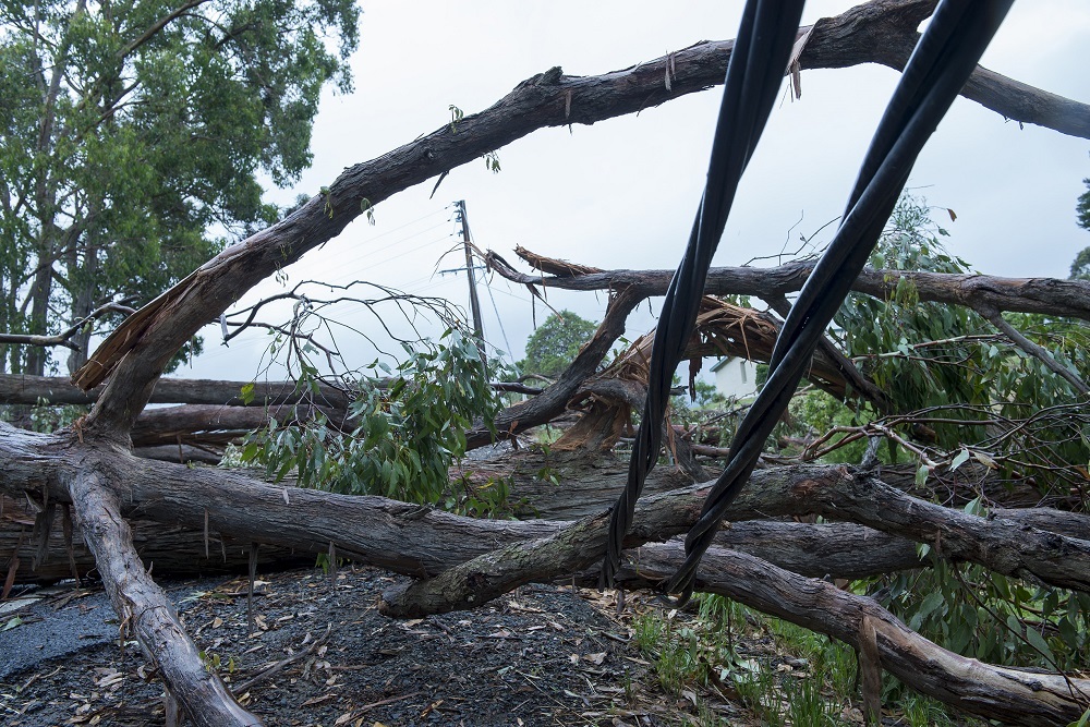 Reporting Downed Trees and Wires