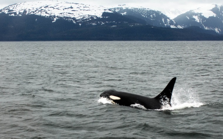 MARYLAND DEPARTMENT OF NATURAL RESOURCES: Coastal Residents and Visitors Urged to Report Stranded Marine Life