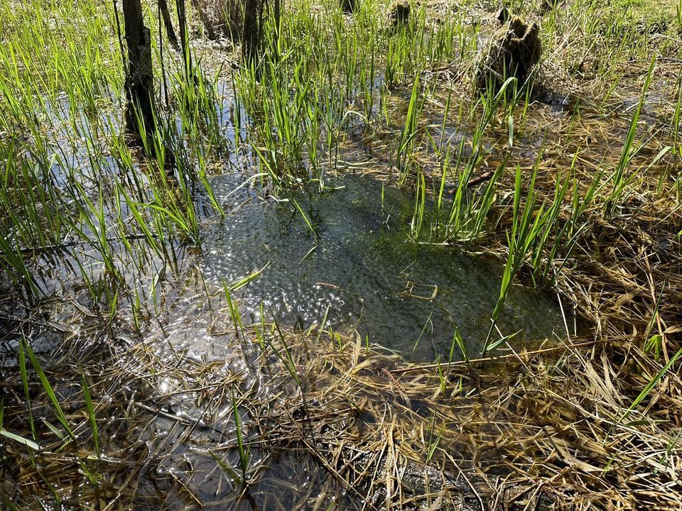 TOWN OF BOONE: Salamander Alert