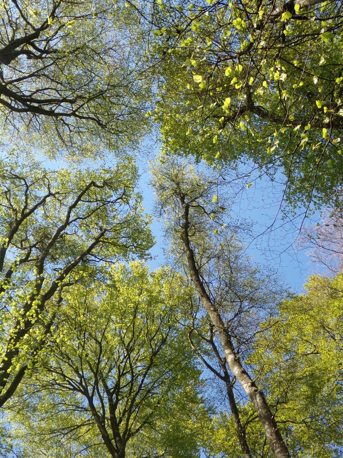2022 Tree City USA