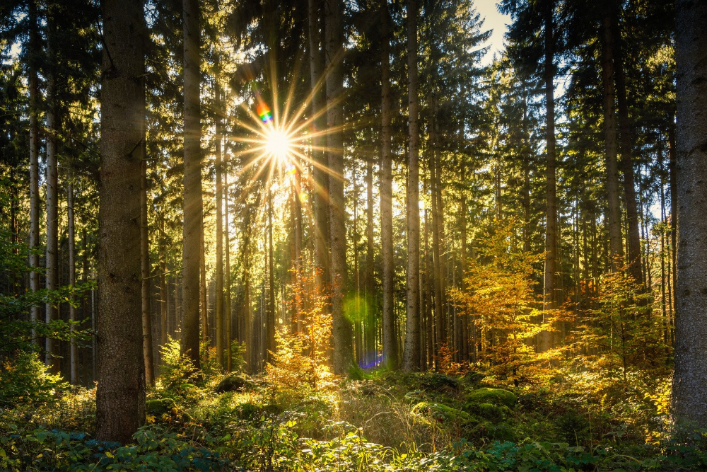 Department of Natural Resources Partners with USDA Forest Service on Central Washington Initiative