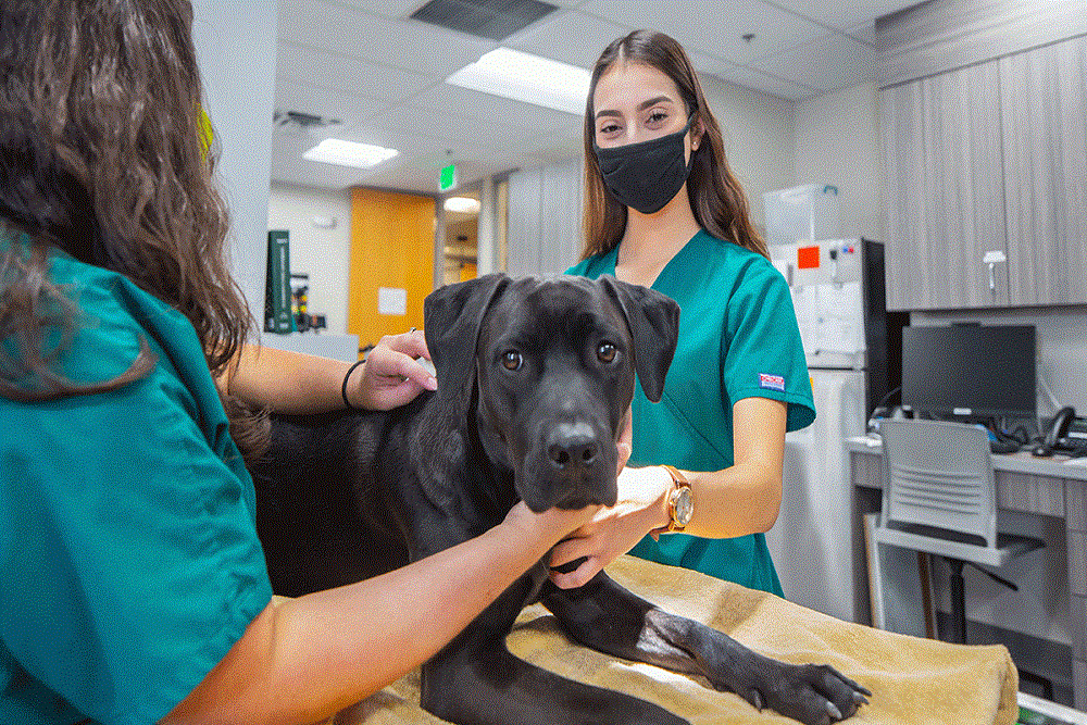Veterinary Assistant Certificate Offers “Pawsome” Opportunity