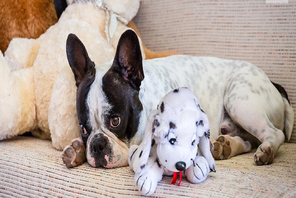 Santa Rosa Animal Services adds Hometown Heroes Adoption Program