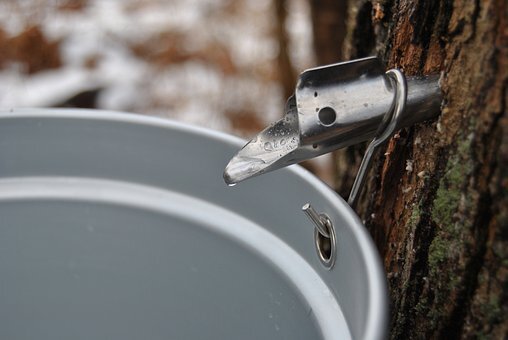 Maple Syrup Making on feb 18