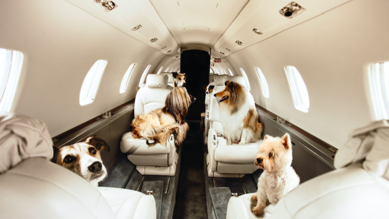 Private jet luxury pet travel