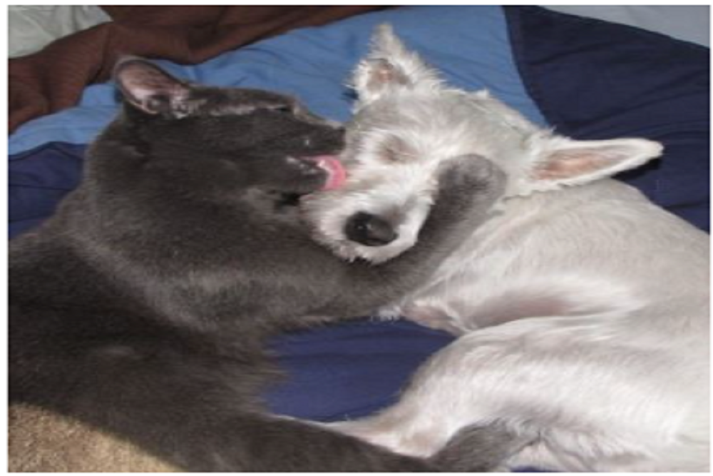 City of Maple Grove: Pet Wellness Clinic