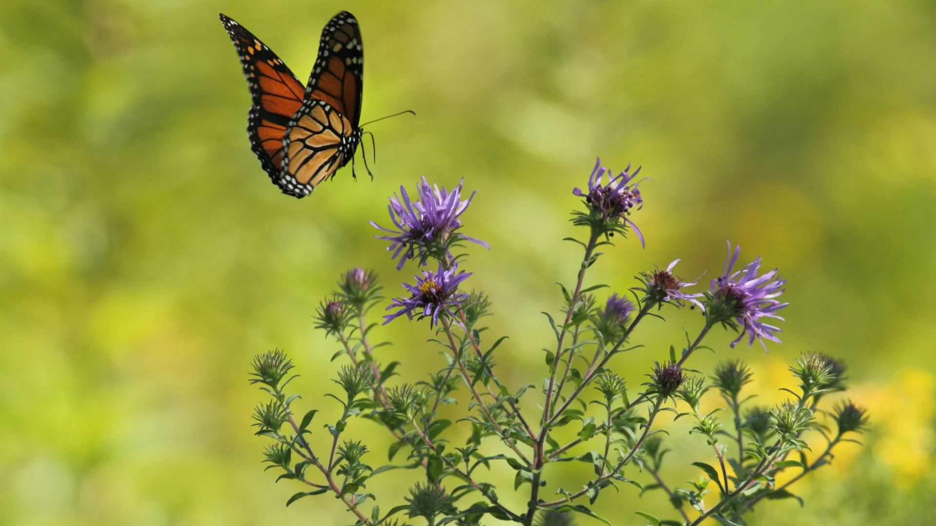 Music and pollinators bloom in Arch Park’s Back to Nature series