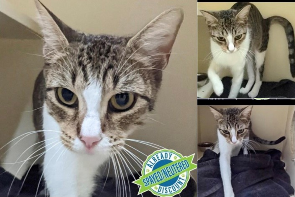 Cat of the Week: Week of December 5, 2022