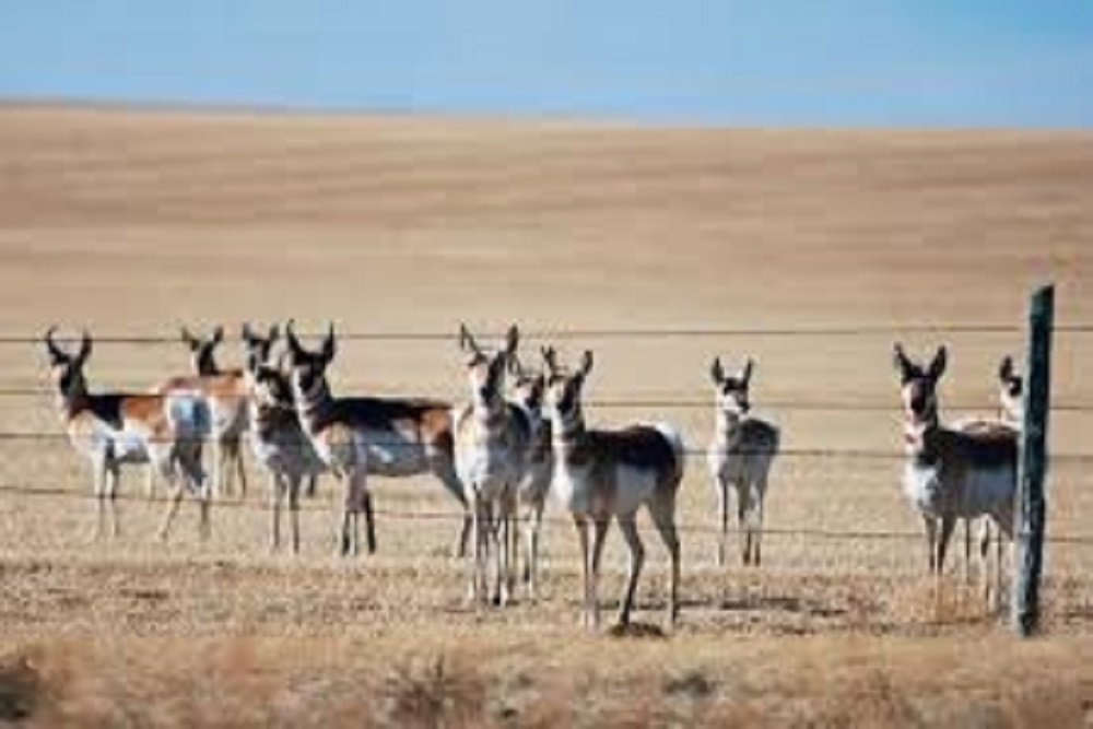 MONTANA STATE PARKS: With the understanding that private lands, particularly working landscapes, are a vital component for wildlife habitat, Montana Fish, Wildlife & Parks has developed a new strategy addressing wildlife movement and migration