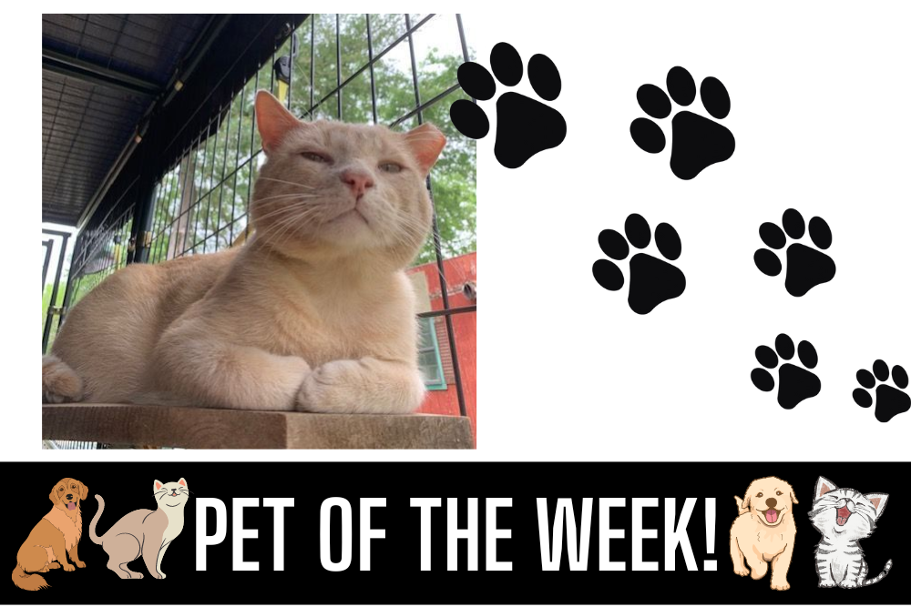Pet of the Week: Major Tom