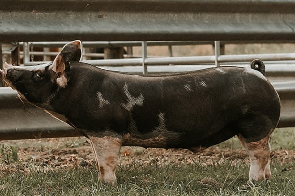 George County Extension Office – George County Fair & Livestock Show 2022!
