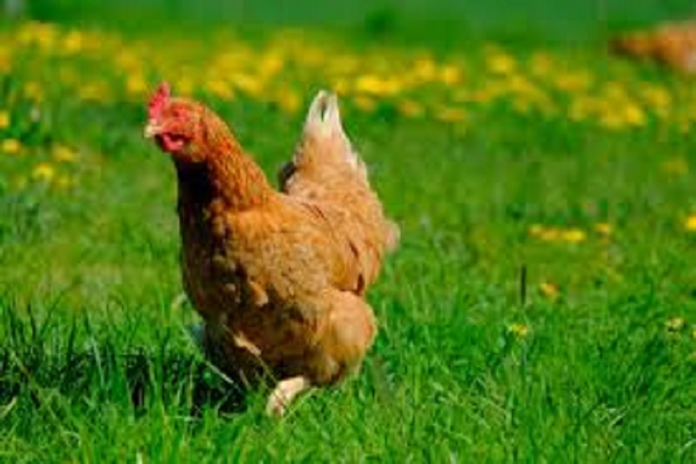 TOWN OF MOORESVILLE PUBLIC LIBRARY: Backyard Chicken Discussion June 28