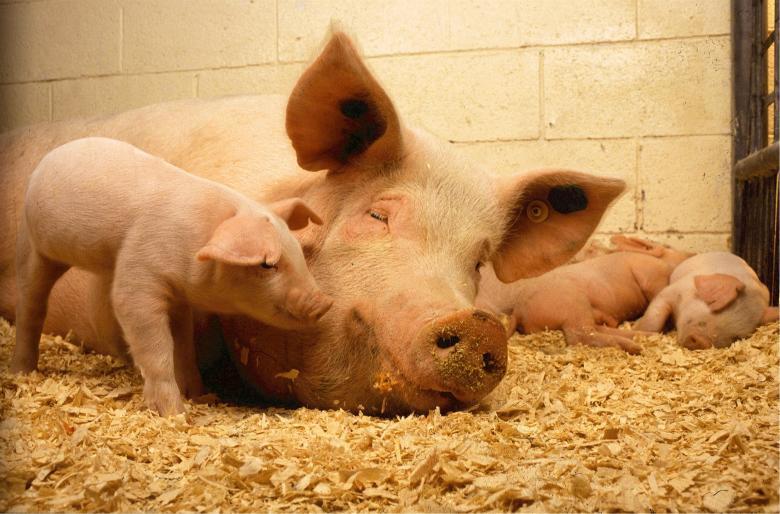 It’s National Pig Day!