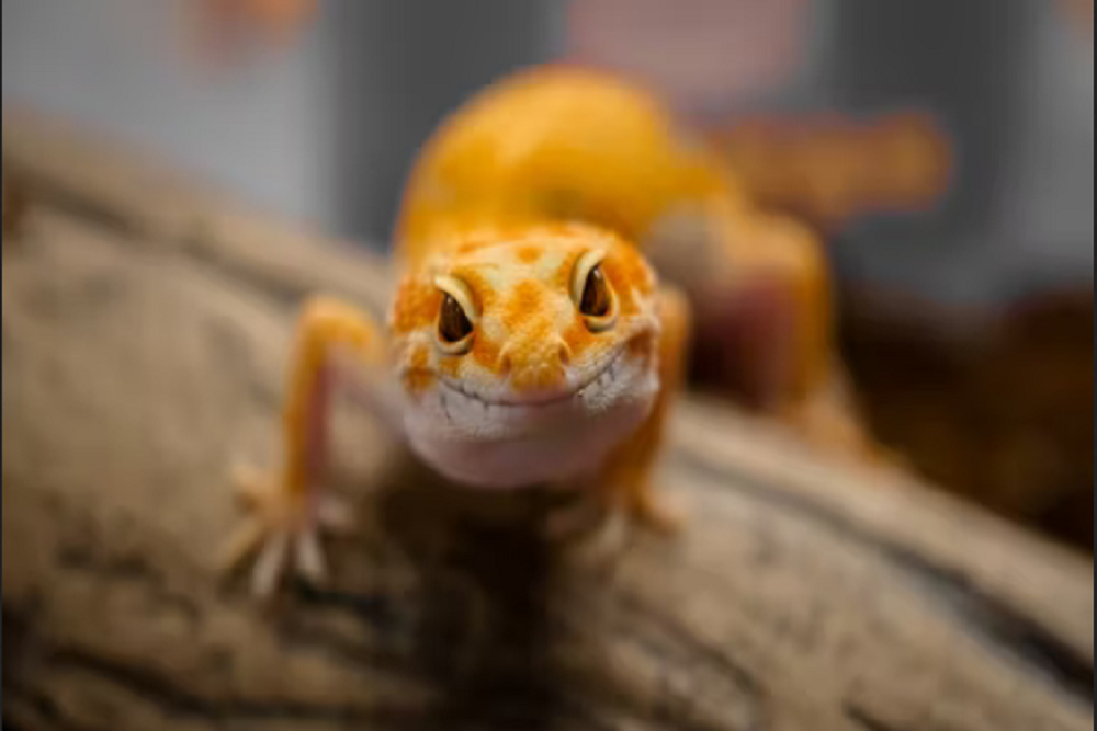 Otis Library: Riverside Reptiles presents: Living Dragons Otis Library: Riverside Reptiles presents: Living Dragons