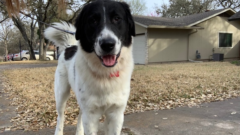 Pet of the Week: Meet Prince!