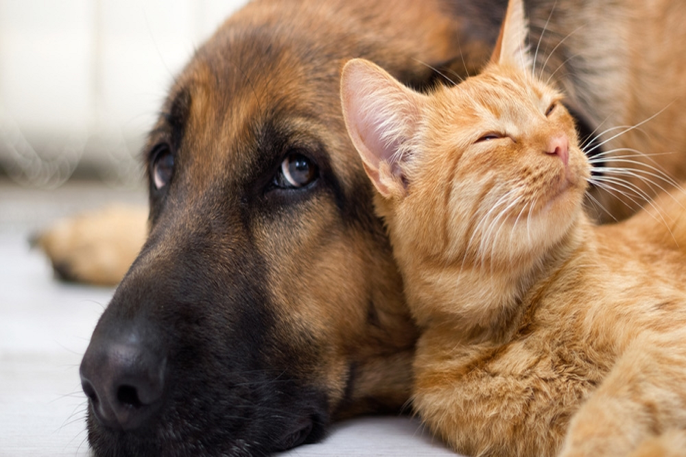Clay Commissioners Move to Protect Pets Through Ordinance Changes