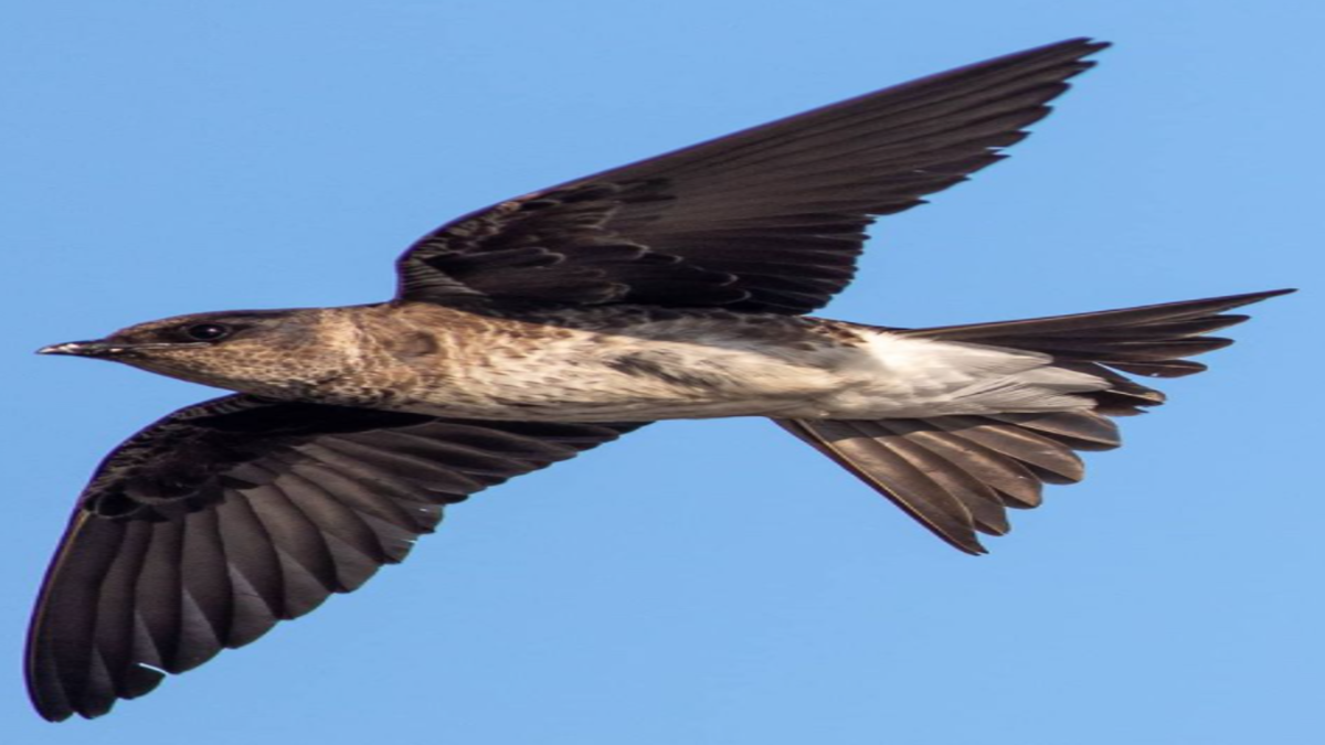 Migrating purple martins descend on Lexington’s Bomb Island, offering a spectacular show for birding enthusiasts Migrating purple martins descend on Lexington’s Bomb Island, offering a spectacular show for birding enthusiasts