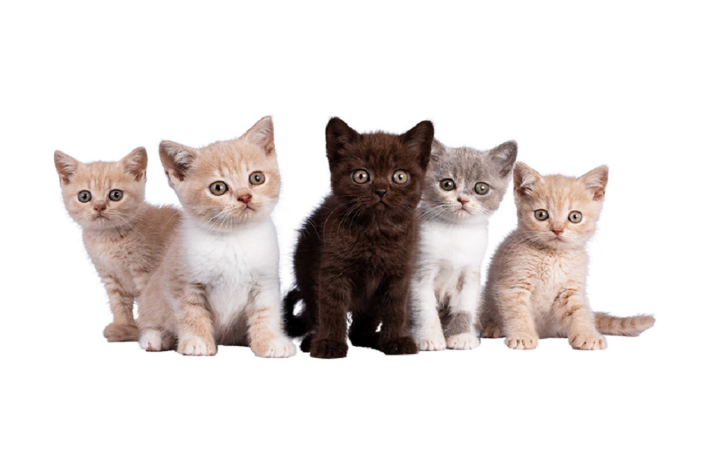 The Pet Resource Center is hosting a Kitten Shower!