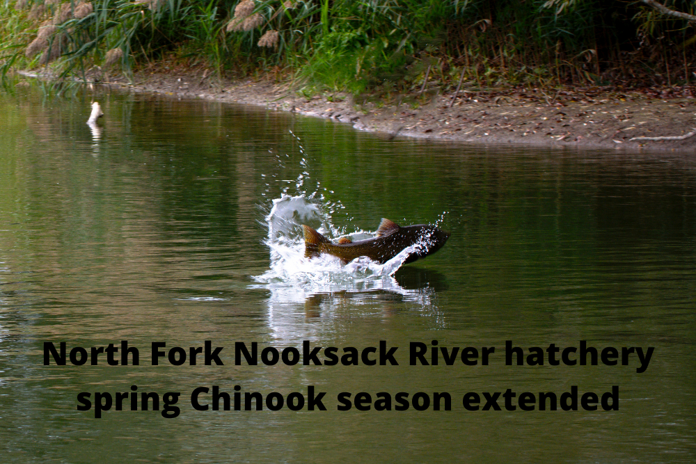 North Fork Nooksack River hatchery spring Chinook season extended North Fork Nooksack River hatchery spring Chinook season extended