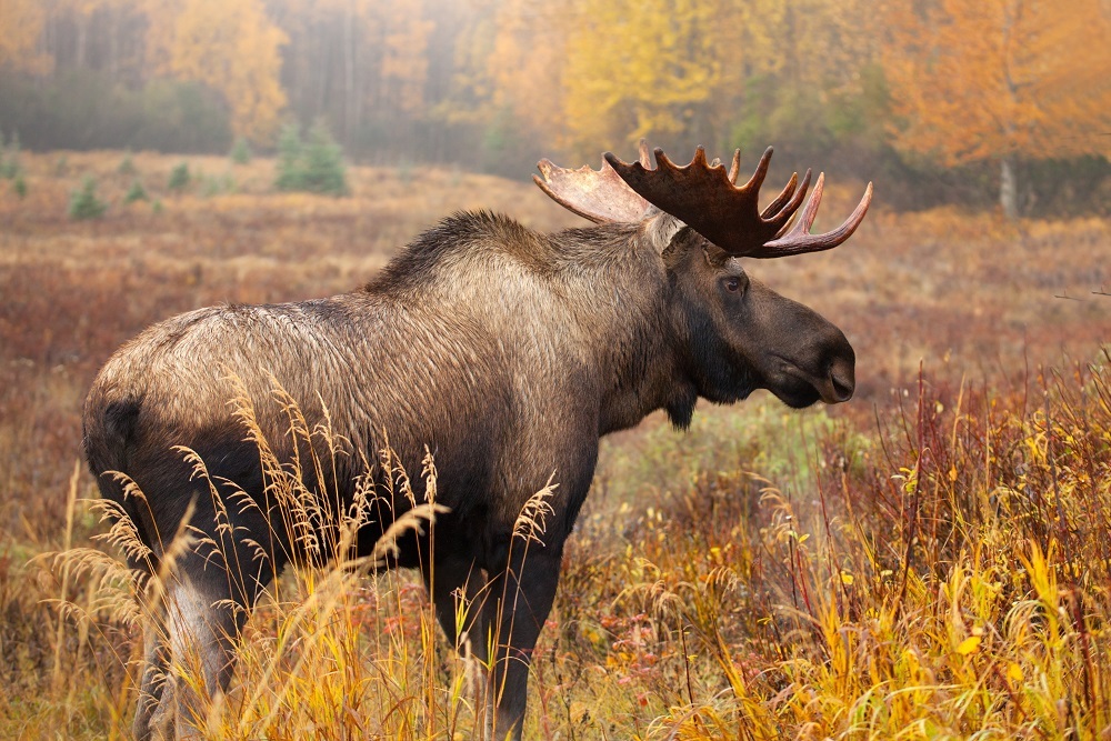 Vermont Moose Hunt Application Deadline, June 22