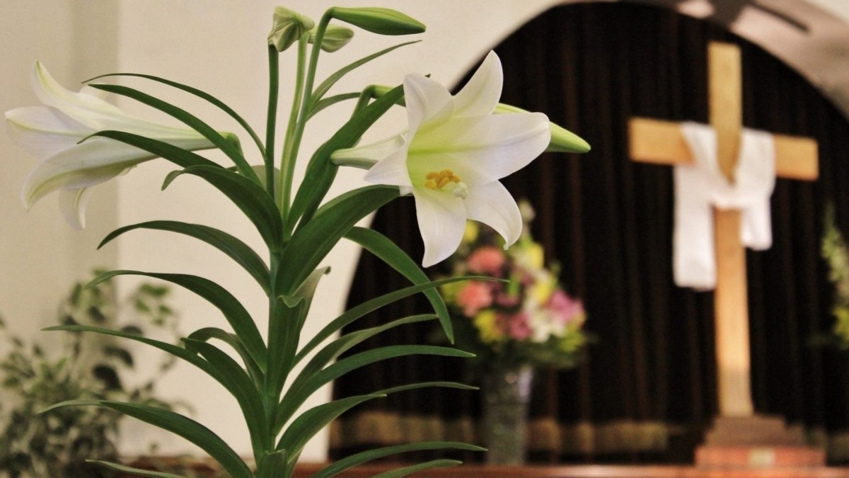 Dutch flower growers sent 38,000 blooming bulbs to St. Peter's Square for Easter.