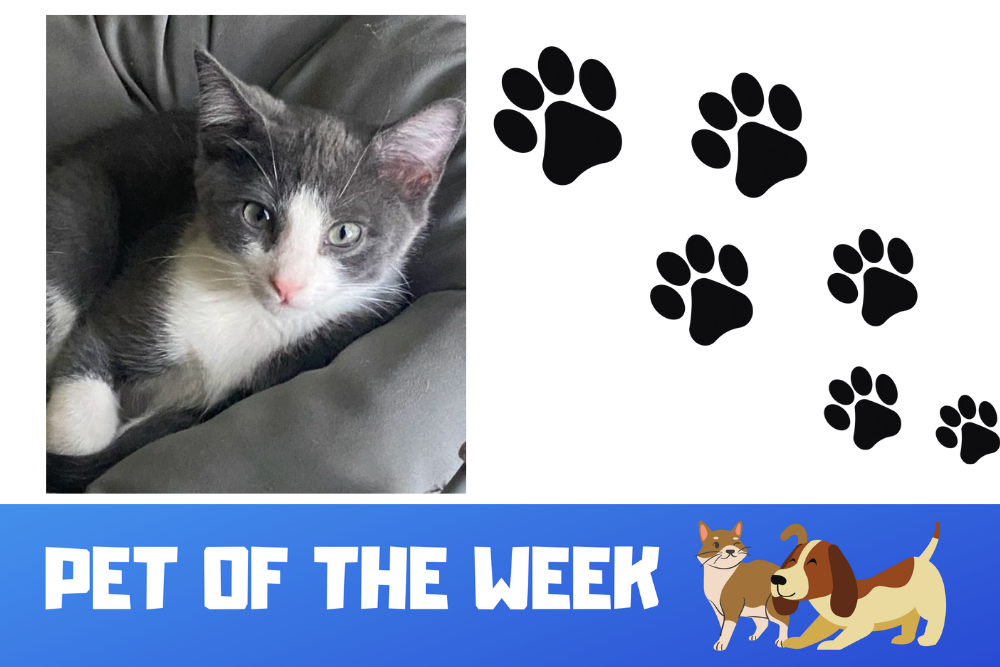 Pet of the Week: Storm