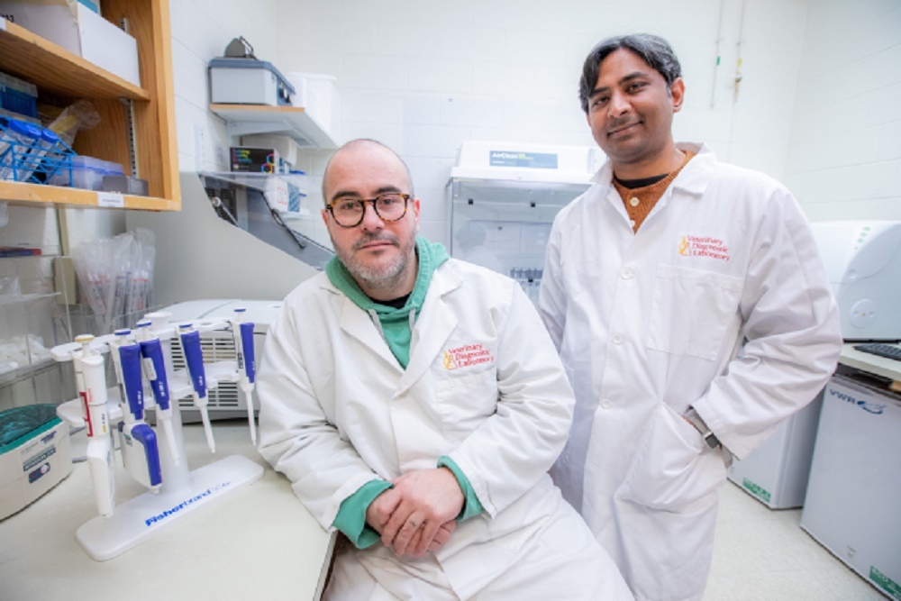 The cellular response that protects pigs from COVID-19 The cellular response that protects pigs from COVID-19