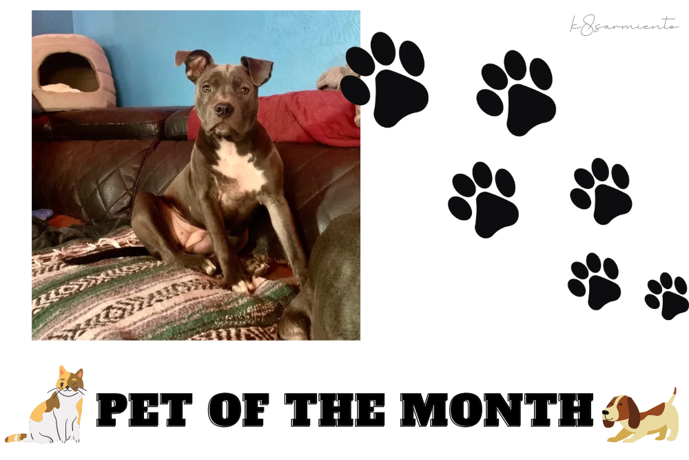 Pet of the Month: Scarlet