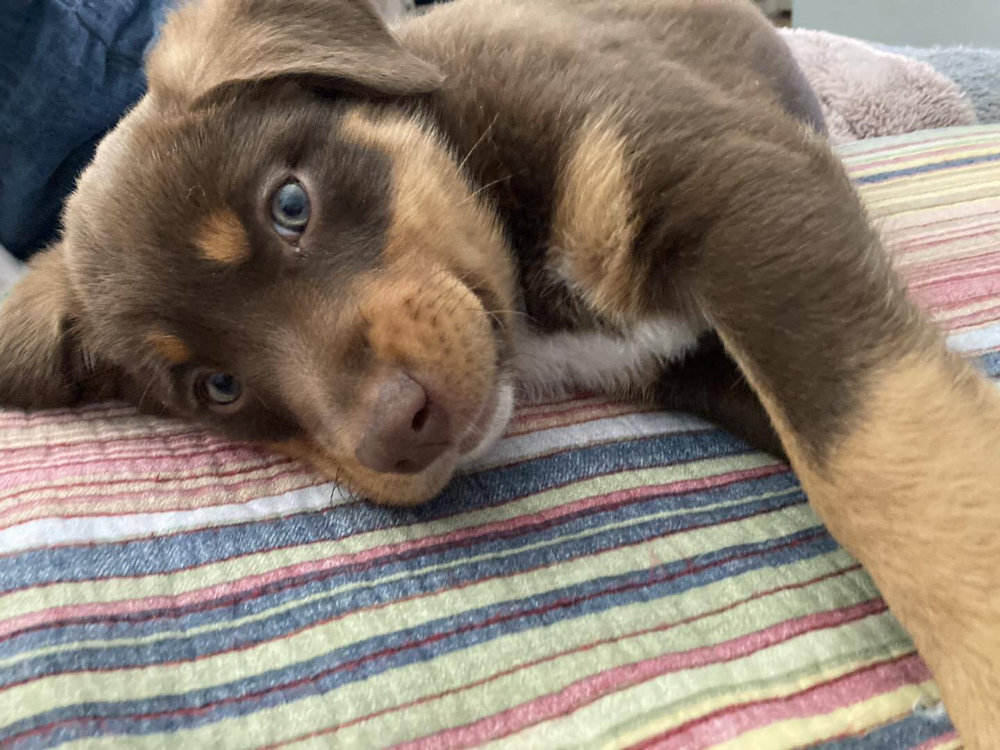 Introducing Kodi