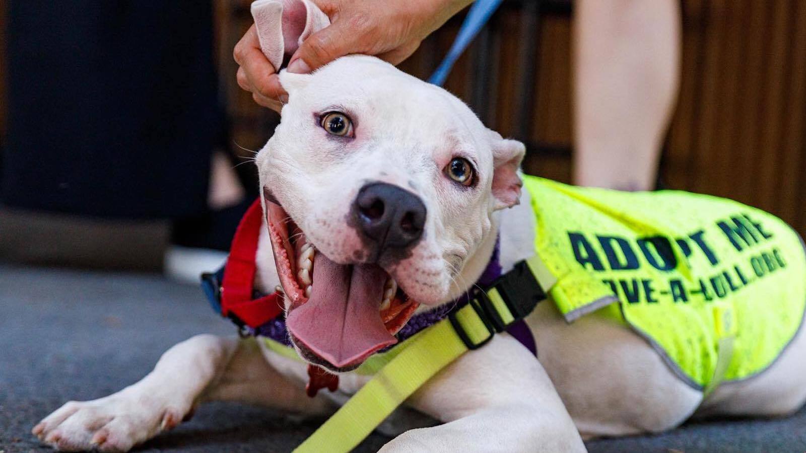Love-A-Bull announces next Pittie Pack Walk Love-A-Bull announces next Pittie Pack Walk