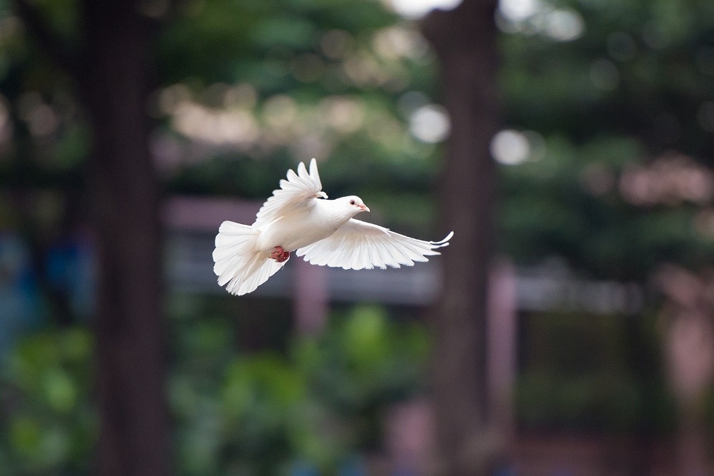 Healing Journeys – DOVE to be held March 29
