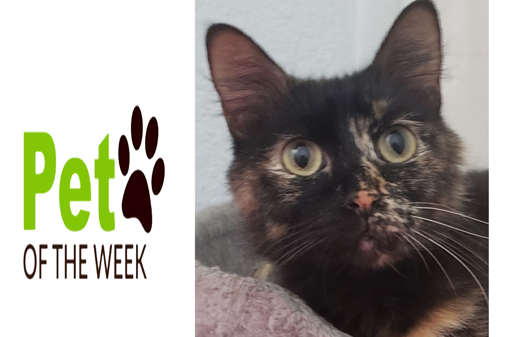 Pet of the Week: Miss Patchy Pet of the Week: Miss Patchy